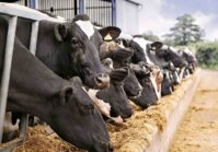 One of the largest private investments in livestock farming in a decade: An IT entrepreneur plans to build a $20M dairy farm.