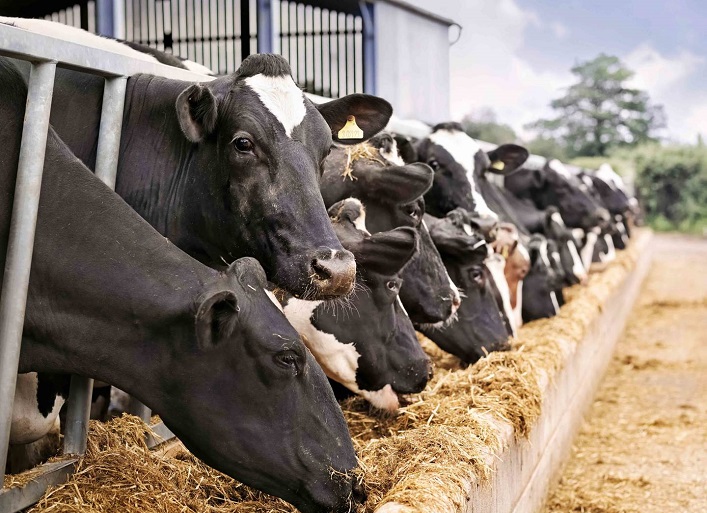 One of the largest private investments in livestock farming in a decade: An IT entrepreneur plans to build a $20M dairy farm.
