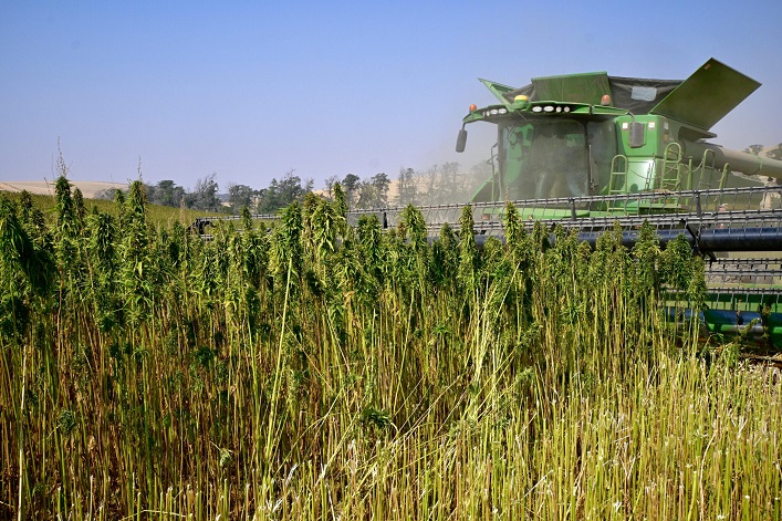 Volyn will develop an industrial park for the processing of industrial hemp into textiles.