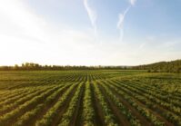 The price of land in Ukraine has increased by 15% in dollar terms in one month.