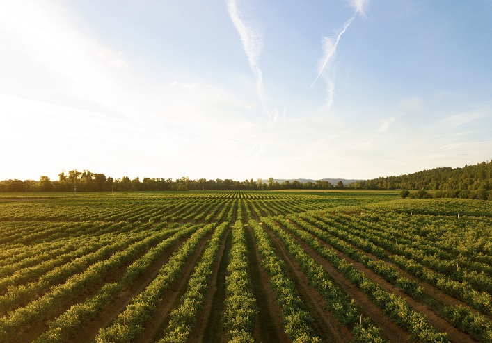The price of land in Ukraine has increased by 15% in dollar terms in one month.